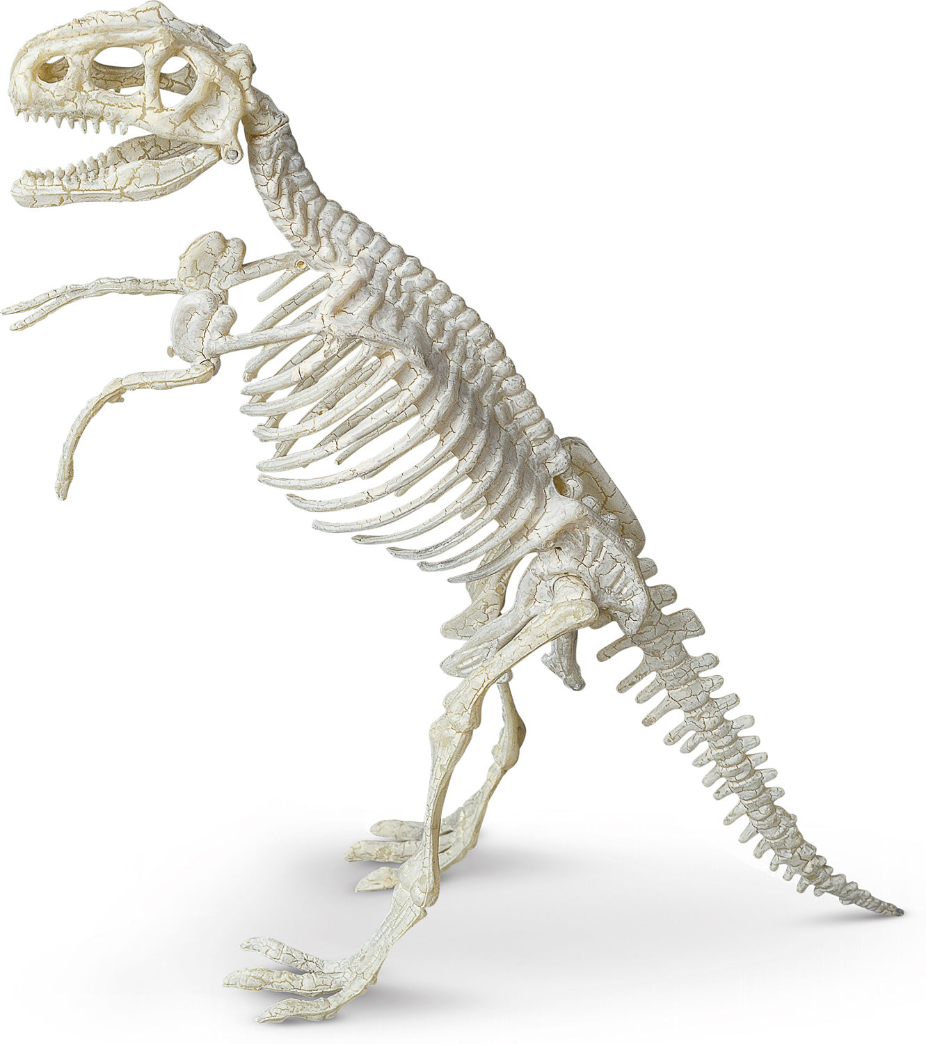 Tyrannosaurus Paleontology Kit