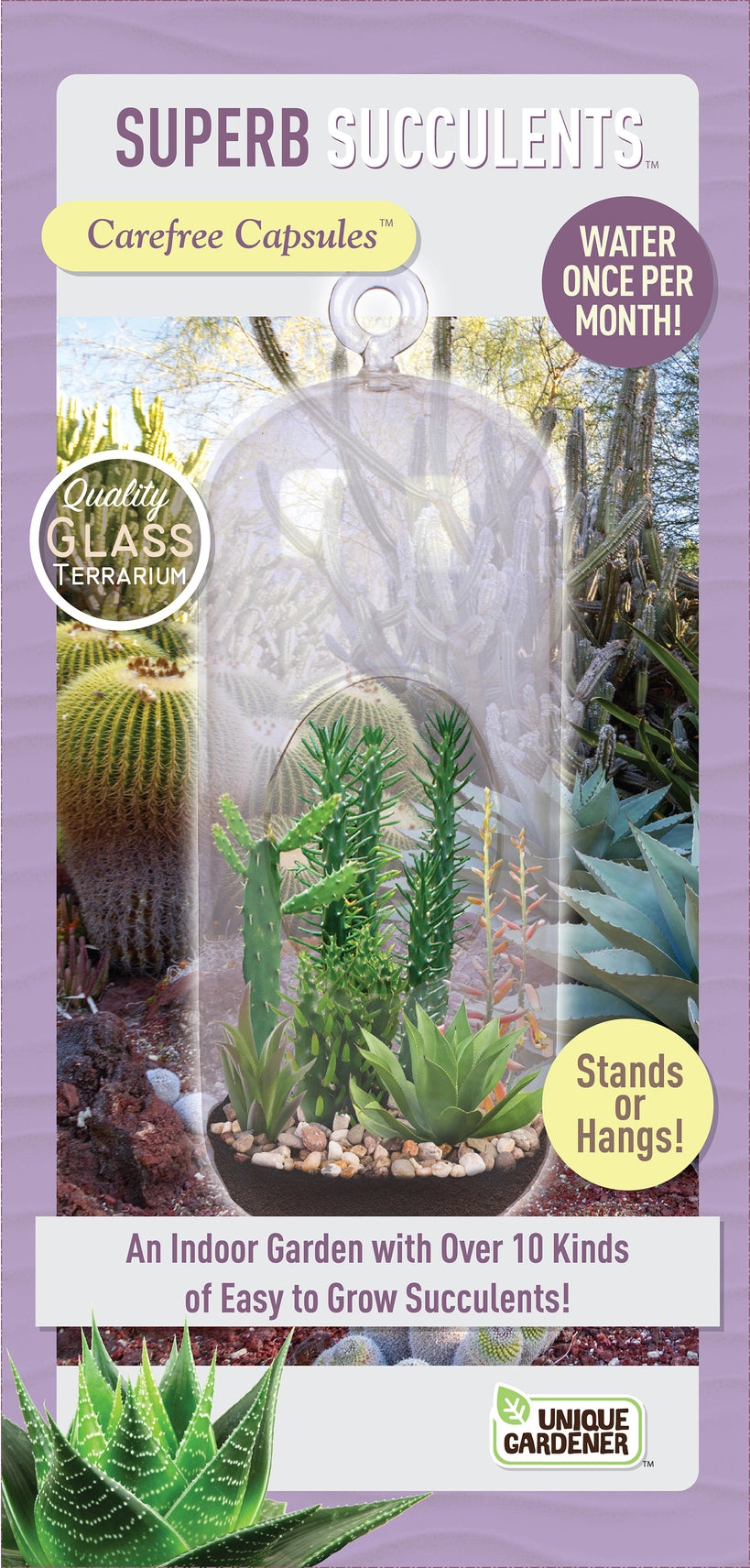 Superb Succulents - Glass Terrarium Kit