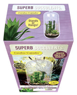 Superb Succulents - Glass Terrarium Kit