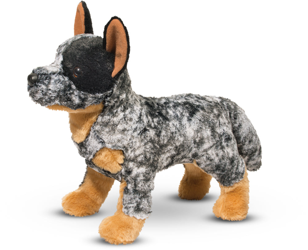 Bolt Australian Cattle Dog