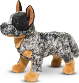 Bolt Australian Cattle Dog