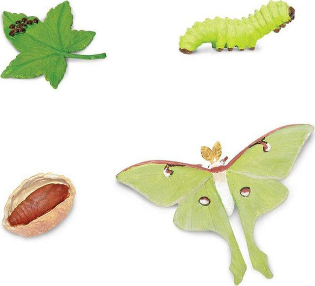 Life Cycle of a Luna Moth