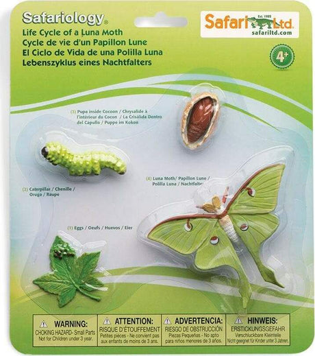 Life Cycle of a Luna Moth