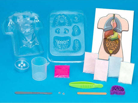 Gross Anatomy: Make-your-own Squishy Human Body